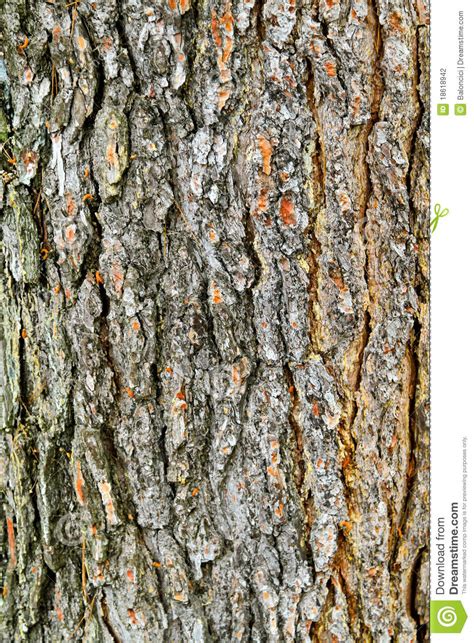 Tree Bark Stock Photo Image Of Rough Forest Tree