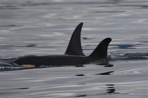 Baby Orca J 52 Passes Away Islands Sounder