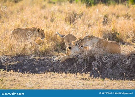 Lioness Cleaning Cub Royalty Free Stock Photo 50357247