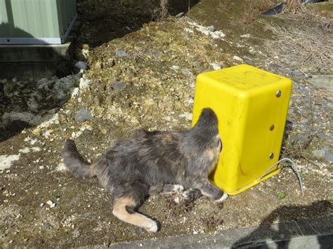 It's built with a large trip plate to ensure contact with the. This Island Decided To Eradicate Stray Cats In A Revolting ...
