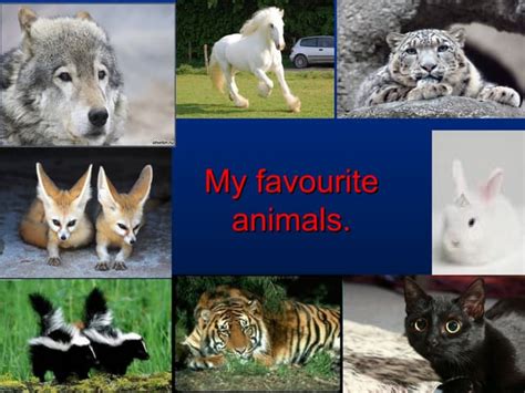 My Favourite Animals алмазова наташа Ppt