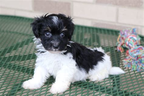 3:16 curiouspuppies 20 884 просмотра. Havanese Puppies For Sale & Breeders in Cincinnati Ohio ...