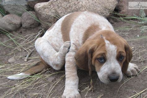 Bluetick coonhound puppies for sale they have great blood lines including(sugarcreek,smokey we have three beautiful black and tan coonhound puppies one female one male they will be ready for a new home october twenty two thousand eight both … Bluetick Coonhound puppy for sale near Colorado Springs ...