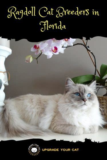 Ragdoll Cat Breeders In Florida Kittens And Cats For Sale Upgrade