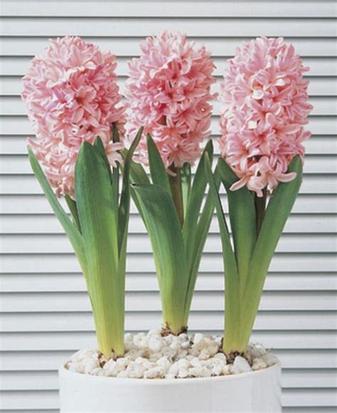 Prepared Hyacinth Anna Marie Bulb Peter Nyssen Buy Flower Bulbs And