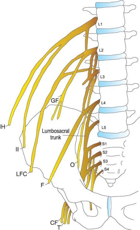 Drawing Of Lumbosacral Plexus And Relevant Derivative Nerves