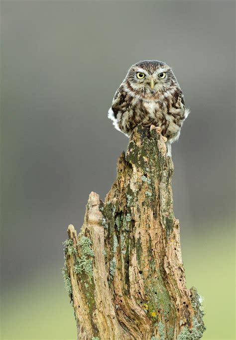 Little Owl Neil Neville Flickr