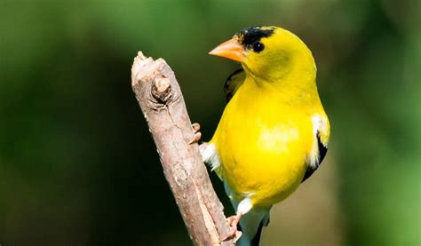 What Is The State Bird Of Iowa The American Goldfinch