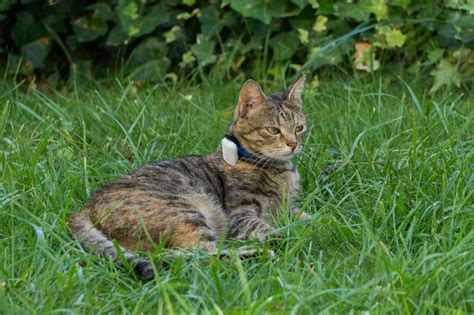 Cat trackers use one of three tracking technologies: Girafus® Pro-Track-Tor Pet Safety Tracker RF Technology ...