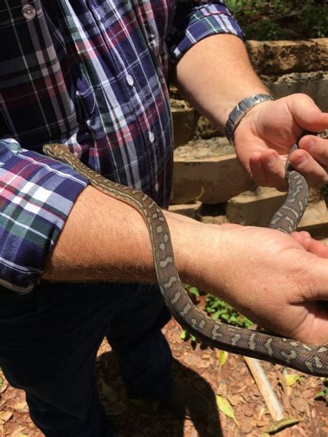 Dealing With Snakes In Queensland Bundaberg