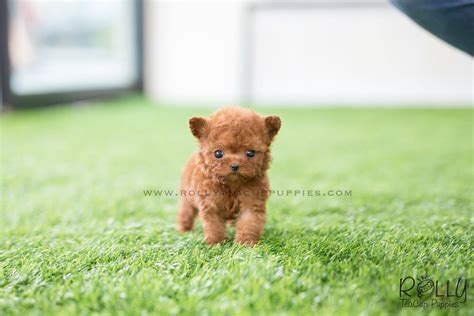 Happy teacup homes are having amazing teacup maltese puppies for sale. (SOLD to Schmid) Tada - Poodle. F - Rolly Teacup Puppies