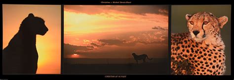 Cheetah At Sunset Trio — Poster Plus