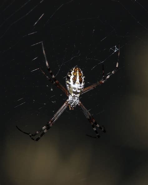 Argiope Argentata Silver Garden Spider Dan Irizarry Flickr
