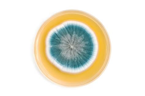 Fungi On Agar Plate Over White Background Stock Photo Download Image