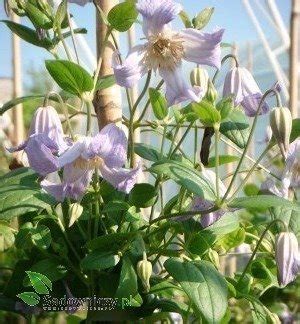 Этот сорт тоже малоизвестен садоводам. Powojnik Clematis Hanna botaniczny | PNĄCZA \ Zobacz ...