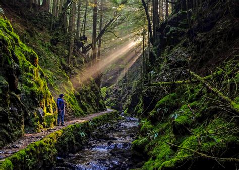The Best Forest Walks In Scotland Love From Scotland