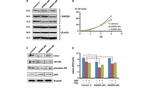 Effects Of Small Interfering Rna Sirna Mediated Dihydroorotate