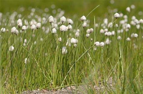How To Grow Use And Care For White Cottongrass Eriophorum Scheuchzeri