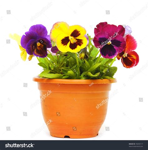 This is also an easy way since a spill pot is planted just like any flower bed. Beautiful Violet Flower Pot Isolated On Stock Photo ...