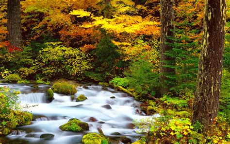 autumn, Fall, Season, Nature, Landscape, Leaf, Leaves, Color, Seasons ...