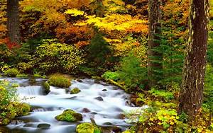 Autumn, Fall, Season, Nature, Landscape, Leaf, Leaves