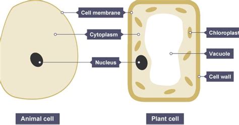 First, animal cells do not have chloroplasts. Animal and plant cells both have a cell membrane ...