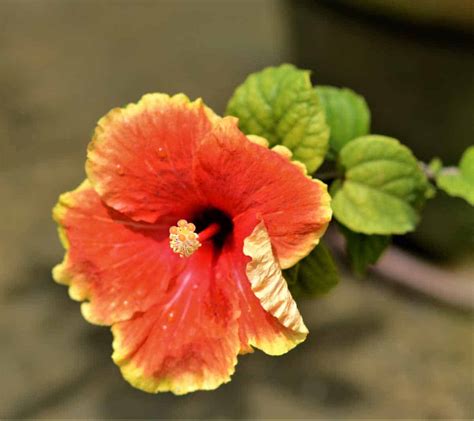 Hibiscus Orange Yellow Flowering Plant