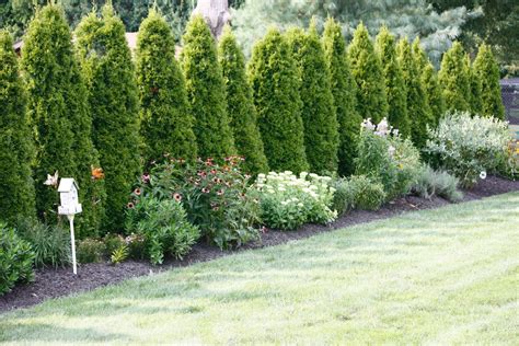 The Back 90 Is A Flower Bed Containing 31 Arborvitaes With 90 Feet Of