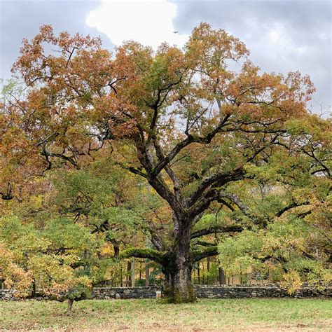 How Big Do Oak Trees Get My Heart Lives Here