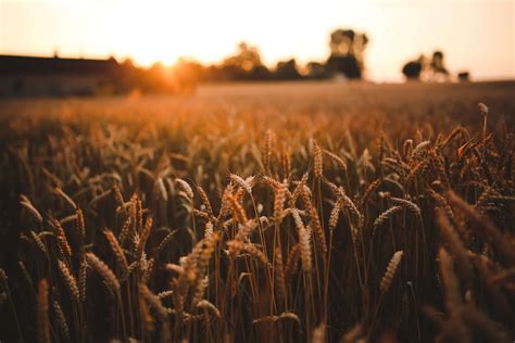 Agriculture Field Grain Harvest Rye Sunrise Sunset Wheat 4k