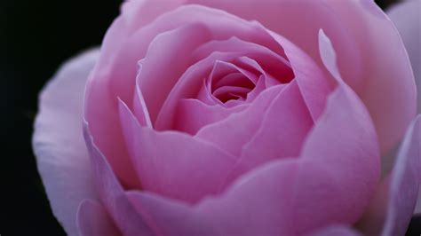 1920x1080 Rose Pink Bud Flower Petals Macro Coolwallpapersme