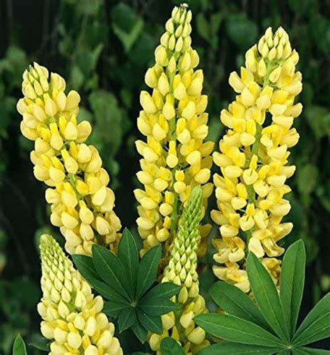 Organic Flower Seeds Lupine Yellow Flamefrom Etsy Canada