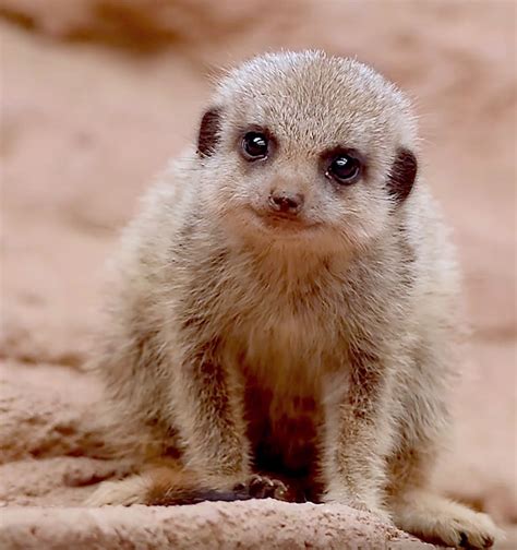Meerkat Pup Too Cute For Words かわいい動物の赤ちゃん 動物 動物 かわいい