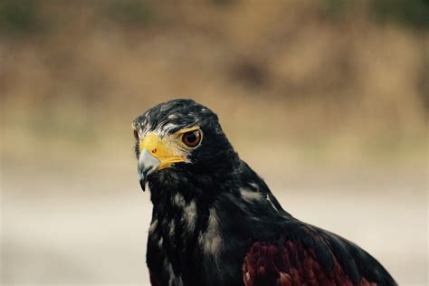 free images wing wildlife beak hawk feather fauna bird of prey bald eagle close up
