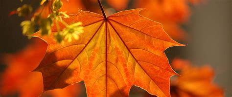 Download Wallpaper 2560x1080 Leaves Autumn Maple Branch Dual Wide