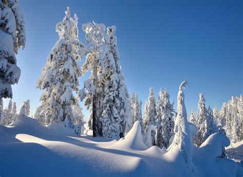 Winter Trees Snow Drifts Landscape Wallpapers Hd Desktop And
