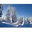 Winter Trees Snow Drifts Landscape Wallpapers HD / Desktop And 