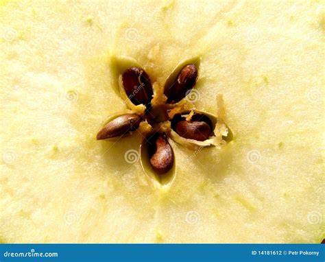 Sliced Apple Texture Stock Photo Image Of Background 14181612