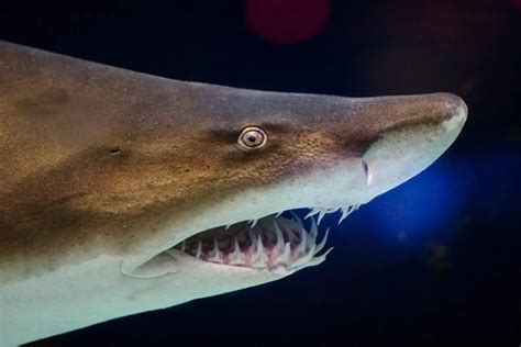 Shark Teeth From Millions Of Years Ago Solve Mystery Of Earths Ancient