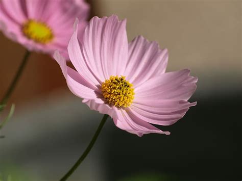 Hd Wallpaper Cosmea Flower Blossom Bloom Summer Garden Pink