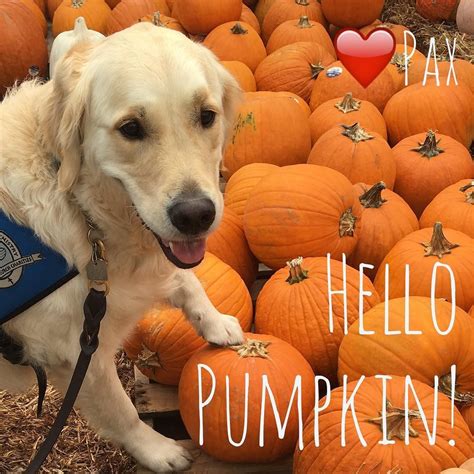 Hello #pumpkin Happy October everyone. | Happy october, Pumpkin, October