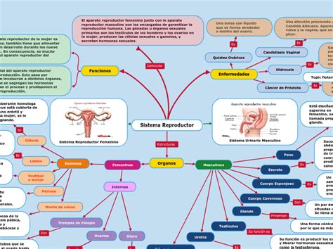 Sistema Reproductor Mapa Mental Amostra