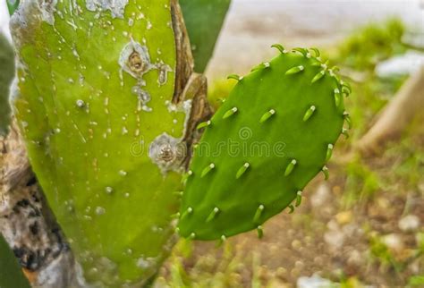 Spiny Green Cactus Cacti Plants Trees With Spines Fruits Mexico Stock