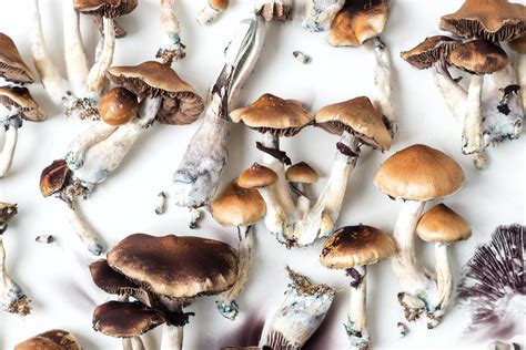 10 Most Potent Magic Mushrooms Kiến Thức Cho Người Lao Động Việt Nam