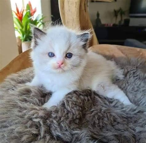 Adorable Kittens For Sale