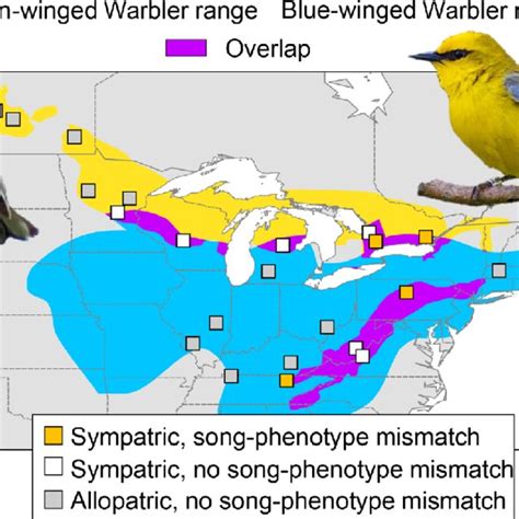 Breeding Distribution Map Of Golden Winged Warblers Left And
