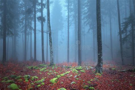 Foggy Autumn Forest Stock Image Image Of Beautiful Branch 36202765