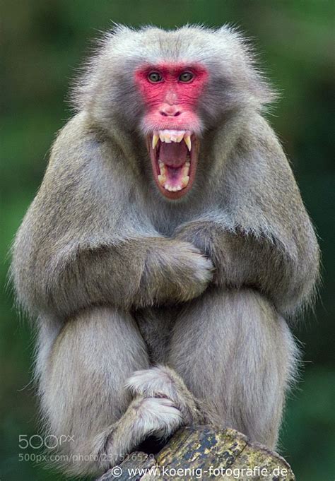 Animal Photography — Angry Monkey Pet Monkey Animal Photography Animals