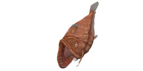 Angler Fish Isolated On A Transparent Background 29383632 Png