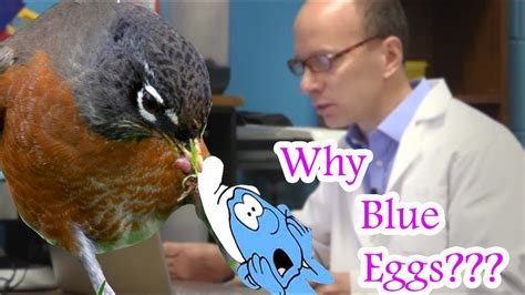 Why Are Robins Eggs Blue We Explain This Mysterious Science Question